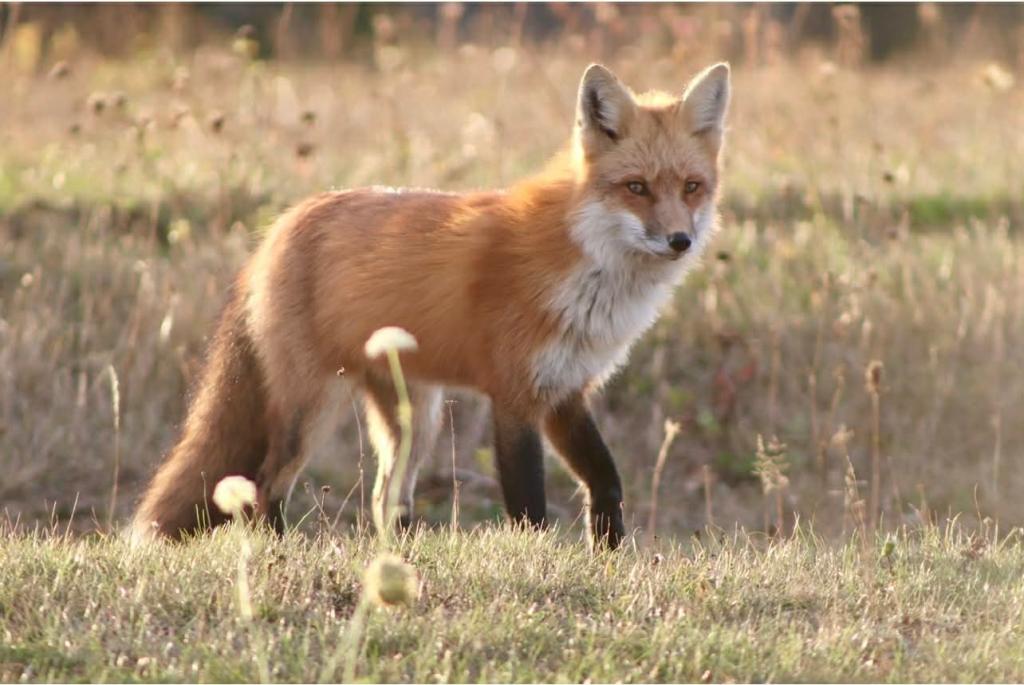 Photograph of a red fox by Leona.