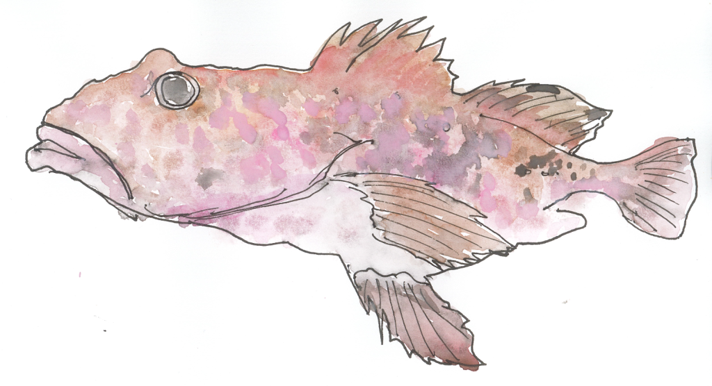 A pen and watercolour sketch of a Monk Fish