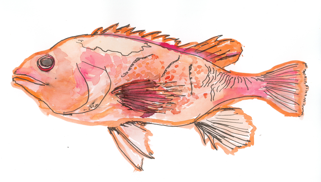 My sketch of an Orange Roughy.