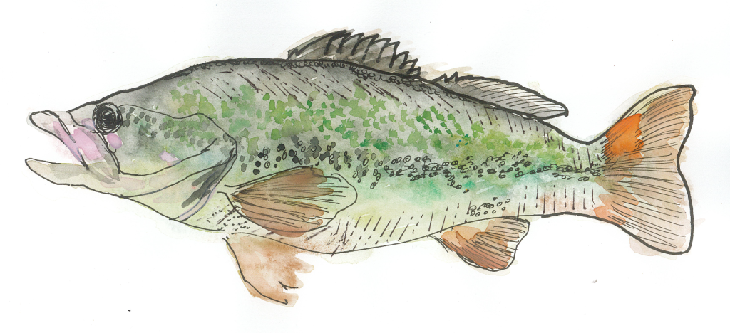 My sketch of a Big Mouth Bass