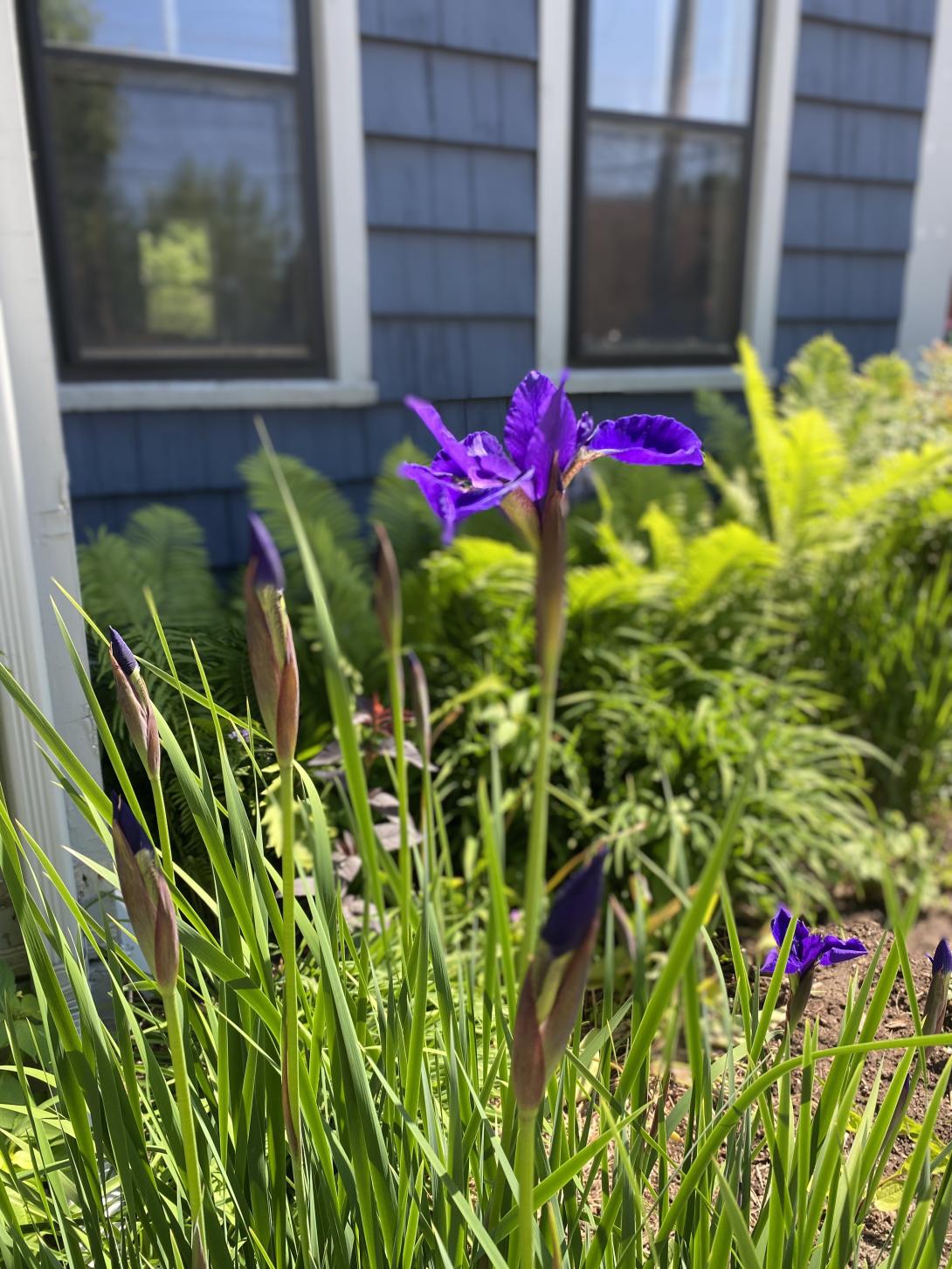 An iris in our front yard 